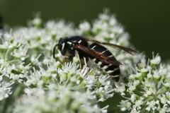 Vespula consobrina