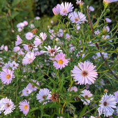Symphyotrichum