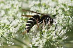 Vespula consobrina