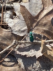 Cicindela sexguttata
