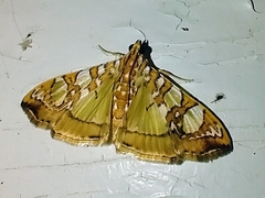 Glyphodes sibillalis