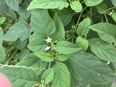 Solanum nigrum