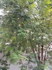 Senna siamea