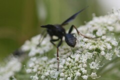 Isodontia