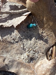 Cicindela sexguttata