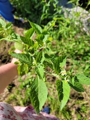 Solanum emulans