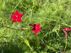 Ipomoea quamoclit