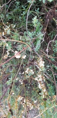 Cuscuta campestris