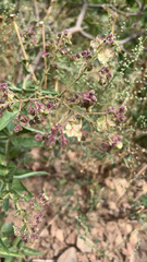 Mirabilis albida