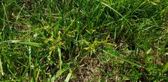 Cyperus iria