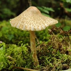 Lepiota spheniscispora