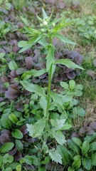 Asteraceae