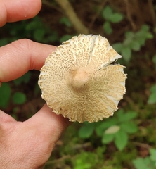 Lepiota spheniscispora