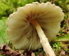 Lepiota spheniscispora