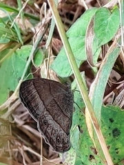 Hermeuptychia hermes