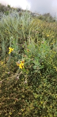 Encelia