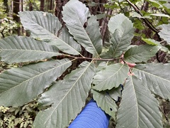 Castanea sativa