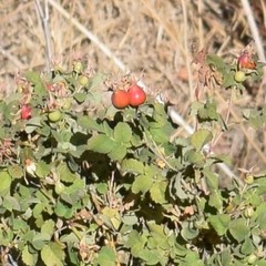 Rosa californica