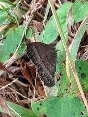Hermeuptychia hermes