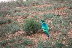 Barnardius zonarius