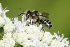 Megachile mendica