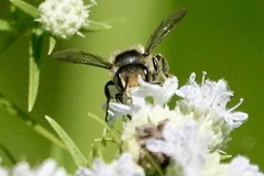 Megachile mendica
