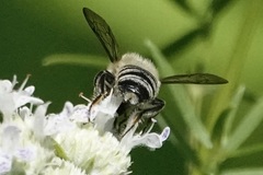 Megachile mendica