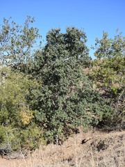 Quercus lobata