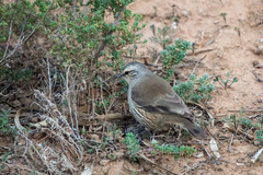 Climacteris picumnus