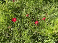 Ipomoea quamoclit
