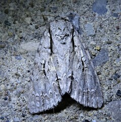 Acronicta