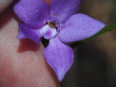 Glossodia minor