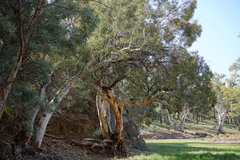 Eucalyptus camaldulensis