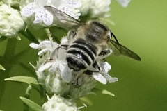 Megachile mendica
