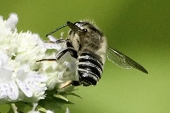 Megachile mendica
