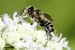 Megachile mendica