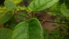 Vincetoxicum dalzellii