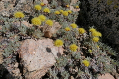Eriogonum rosense