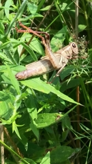 Melanoplus bivittatus