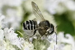 Megachile mendica