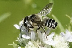Megachile mendica
