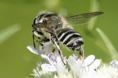 Megachile mendica