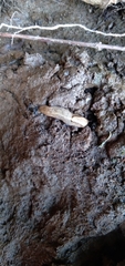 Prophysaon andersonii