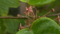 Vincetoxicum dalzellii