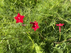 Ipomoea quamoclit