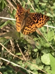Boloria bellona