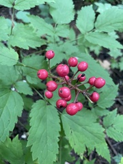 Actaea × ludovicii