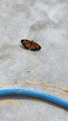 Phyciodes tharos