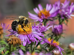 Bombus impatiens