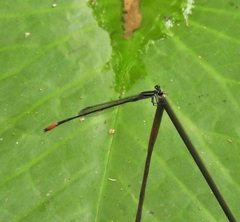 Argiocnemis rubescens